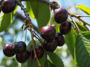 Enjoy The Taste Of The Juiciest Black Cherry Wallpaper