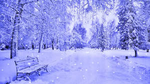 Enjoy The Tranquil Winter Scene Of Freshly Fallen Snow. Wallpaper