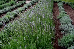 Enjoy The Tranquility Of Lavender Blue Wallpaper