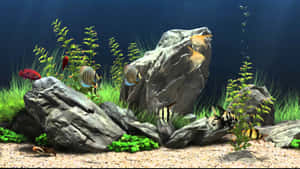 Enjoy The Vibrant Colors Of Exotic Fish Swimming In An Aquarium. Wallpaper