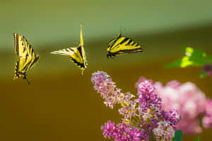 Enjoy The View Of An Exotic Purple Butterfly Bush In Full Bloom Wallpaper