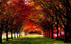 Enjoy The Warm And Vibrant Colors Of Fall Foliage Wallpaper