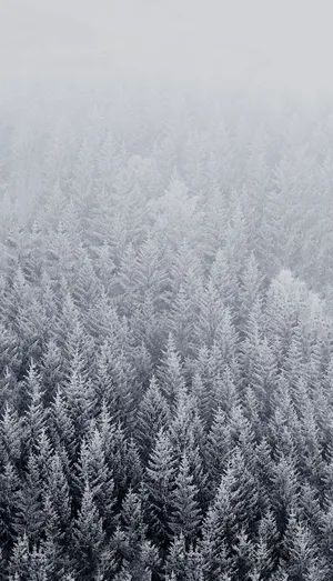 Enjoy The Wintry Wonderland With This Pristine Winter Iphone 6 Plus Wallpaper