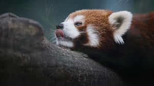 Enjoy This Adorable Image Of A Cute Red Panda Wallpaper