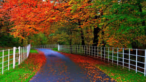 Enjoy This Scenic Fall View Of A Lovely River Bank With Majestic Trees In The Background. Wallpaper