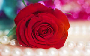 Enjoy Valentine's Day With These Beautiful Roses Wallpaper