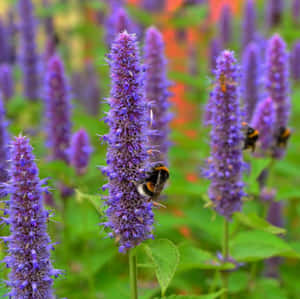 Enjoy Your Sweet Tooth With Delicious Purple Licorice Wallpaper