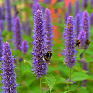 Enjoy Your Sweet Tooth With Delicious Purple Licorice Wallpaper