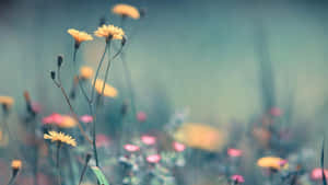 Enjoying A Breezy Spring Day Wallpaper