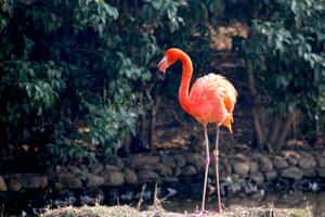 Enjoying A Laptop Day With Flamingos Wallpaper