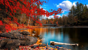 Enjoying A Scenic View Of The Fall Colors. Wallpaper