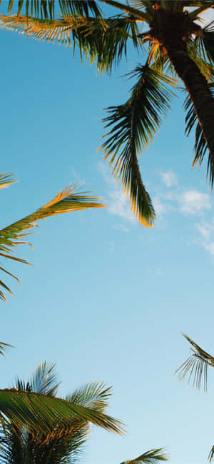 Enjoying A Summer Night In The Shade Of An Aesthetic Palm Tree Wallpaper