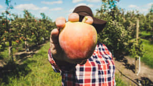 Enjoying A Sunny Day At The Apple Orchard Wallpaper