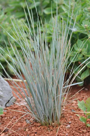 Enjoying Blue Grass In The Summer Wallpaper