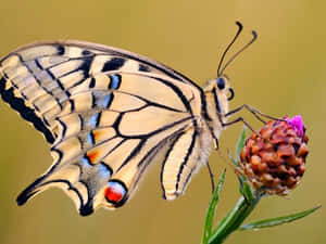 Enjoying Butterfly Watching In Nature Wallpaper
