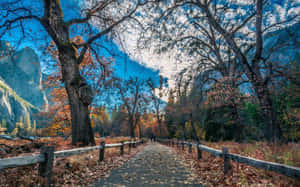 Enjoying Nature's Colors On An Autumn Trail Wallpaper