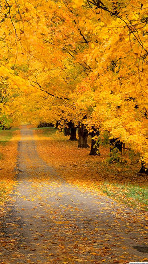 Enjoying The Beautiful Colors Of Autumn Wallpaper