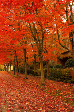 Enjoying The Beautiful Early Fall In The Country Wallpaper