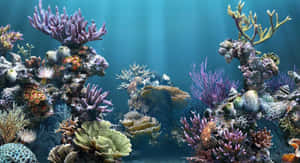 Enjoying The Beauty Of Aquarium Fish Tank Wallpaper