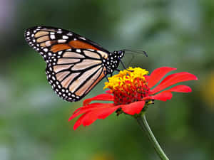 Enjoying The Beauty Of Butterflies On A Sunny Day Wallpaper