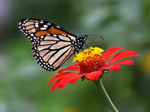 Enjoying The Beauty Of Butterflies On A Sunny Day Wallpaper