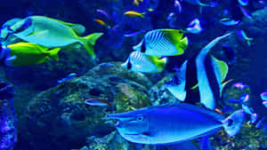 Enjoying The Beauty Of Colourful Exotic Fish In The Aquarium Wallpaper