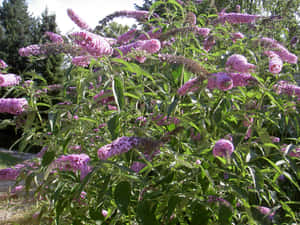 Enjoying The Beauty Of The Vibrant Butterfly Bush Wallpaper