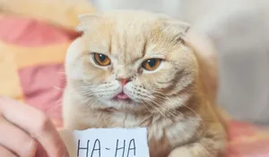 Enjoying The Natural Beauty Of A Mountain Lake Wallpaper