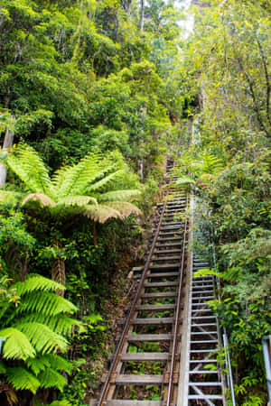 Enjoying The Panoramic Views Of Blue Mountains National Park Wallpaper