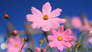 Enjoying The Summer In A Field Of Blooming Pink Flowers Wallpaper