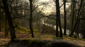 Enschede Forest Sunset Glow Wallpaper