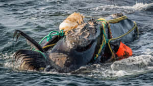 Entangled Right Whale Struggle Wallpaper