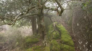 Enter At Your Own Risk, The Haunted Forest Is Waiting Wallpaper