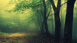 Enter The Haunted Woods If You Dare Wallpaper