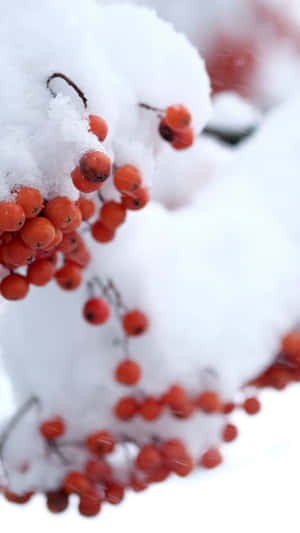 Enthralling Array Of Winter Berries Wallpaper