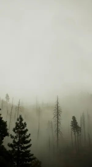 Enthralling Darkness Of The Misty Forest On Your Iphone Wallpaper