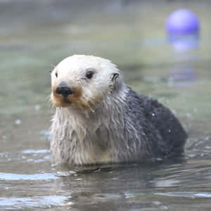 Enthralling Underwater View Of A Playful Sea Otter Wallpaper