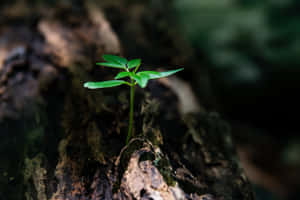 Environment Plant Growing On A Tree Wallpaper