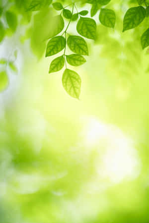 Environment Sunlight Leaves Wallpaper