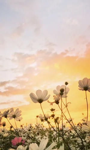 Epic Mountain Sunset Wallpaper