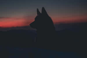 Epic Wolves Silhouette Wallpaper