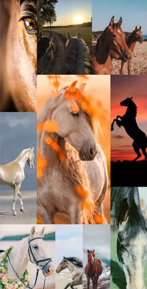 Equestrian_ Montage_ Collage.jpg Wallpaper