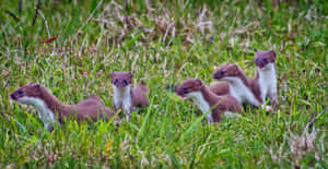 Ermine Family In Grass Wallpaper