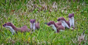Ermine Family In Grass Wallpaper