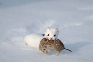 Ermine Huntingin Snow Wallpaper