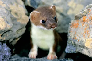Ermine Peeking Out From Rocks.jpg Wallpaper
