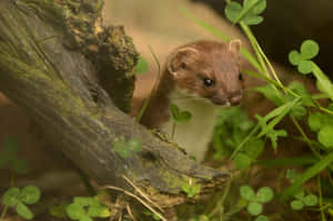 Ermine Peeking Through Greenery Wallpaper