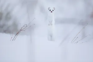 Erminein Snow Standing Tall Wallpaper