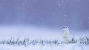 Erminein Snowfall.jpg Wallpaper