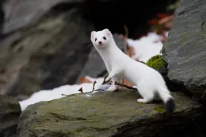 Erminein Winter Coaton Rocks.jpg Wallpaper